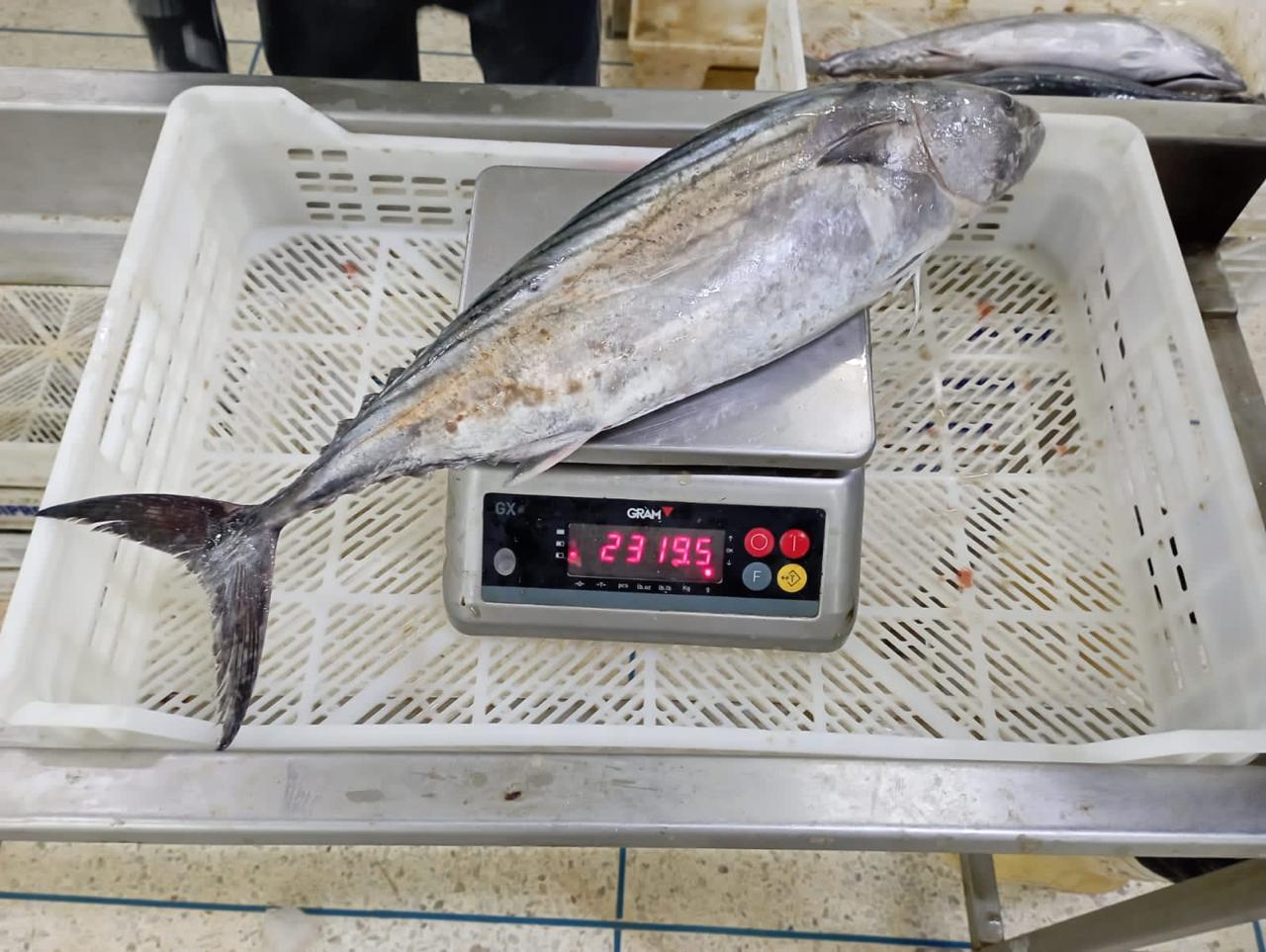 Fish