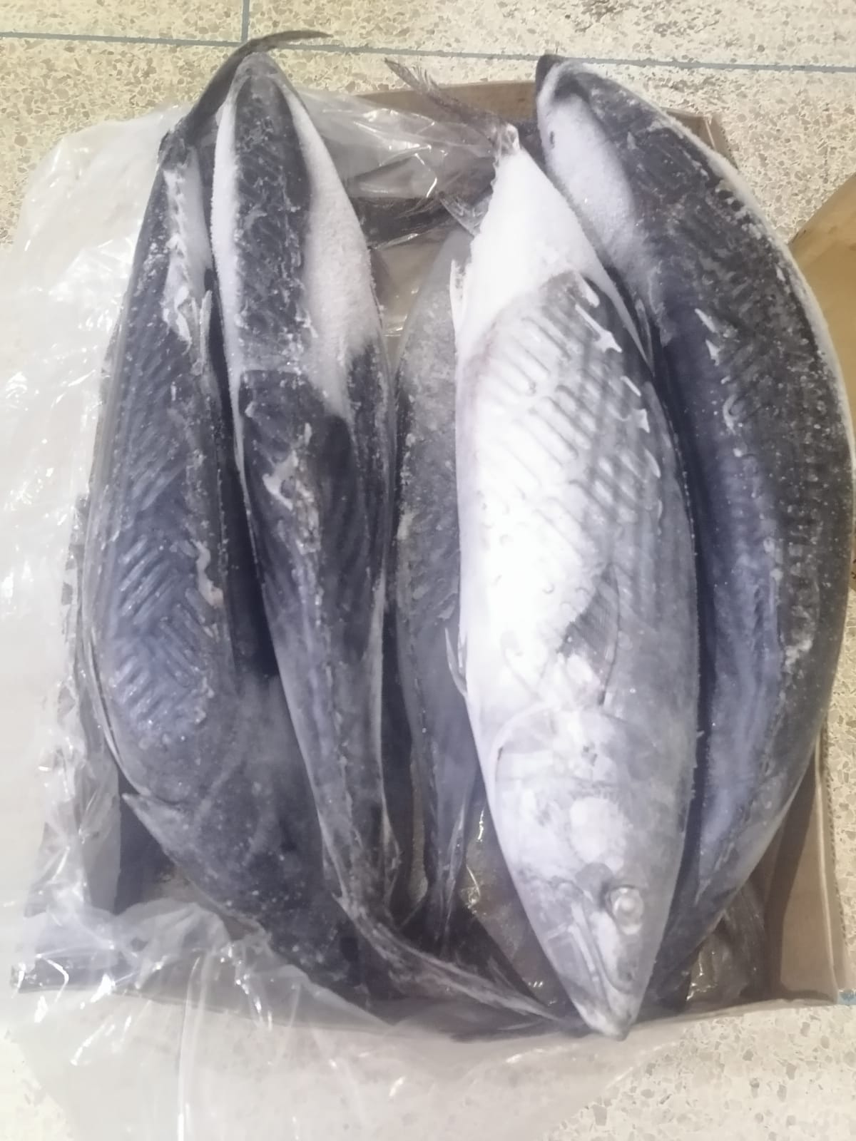 Sardines