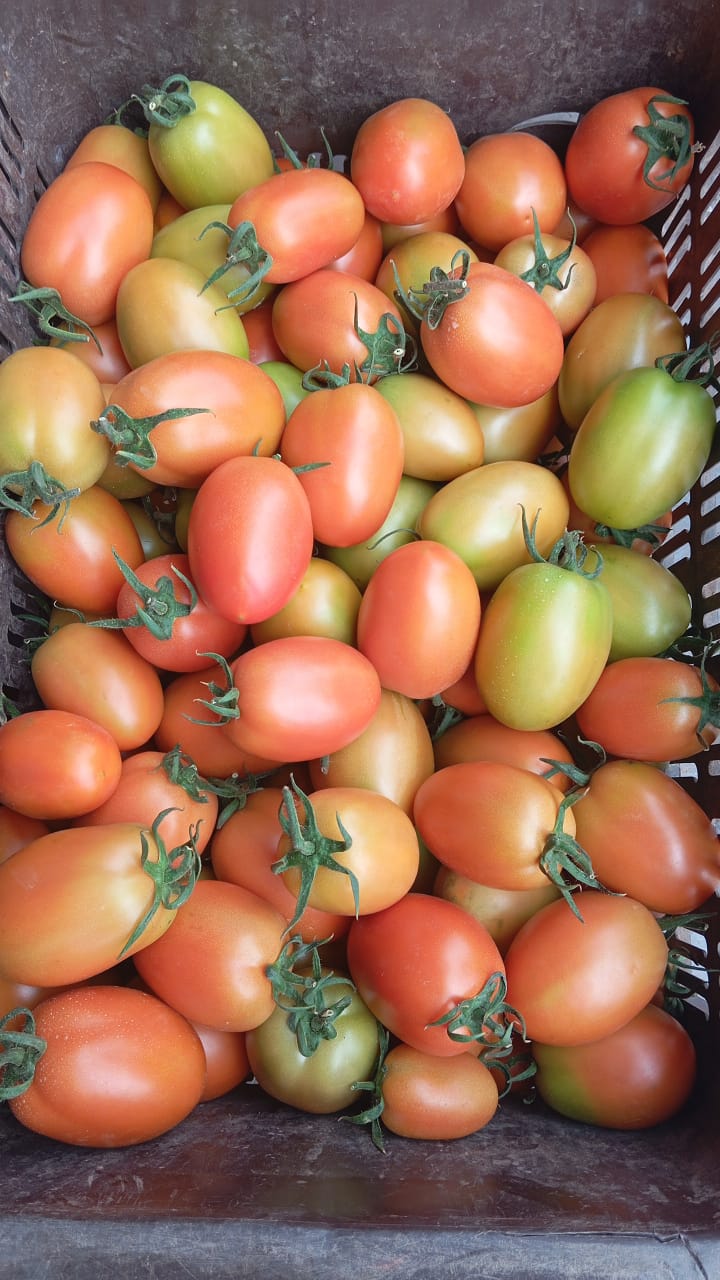 Tomatoes